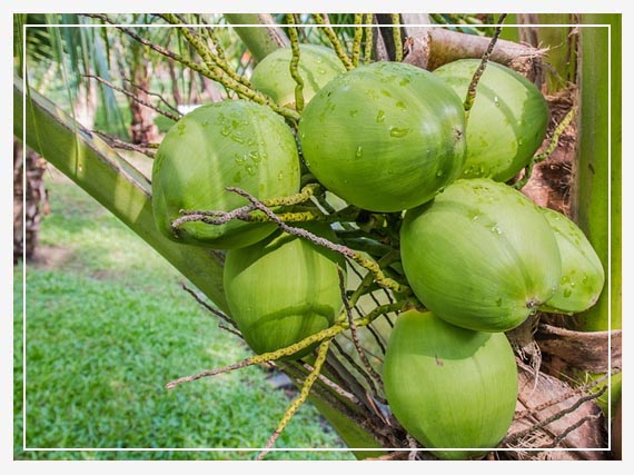 印尼椰子粉、椰子糖等椰子制品