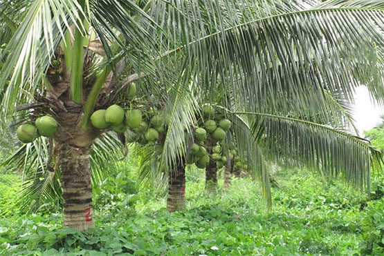 越南水果和农产品